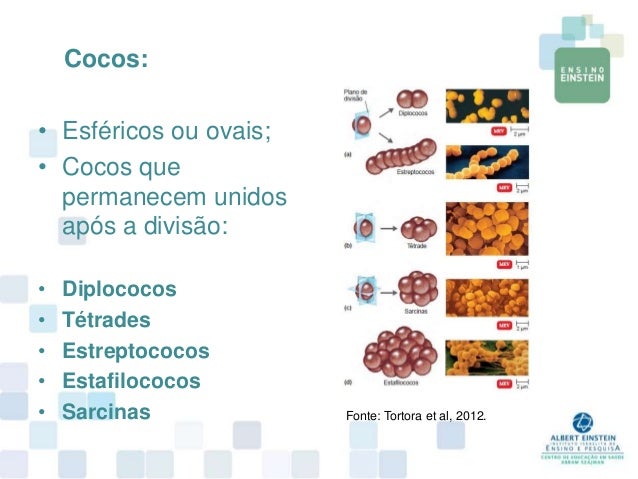 Aula 1 fundamentos e técnicas de microbiologia
