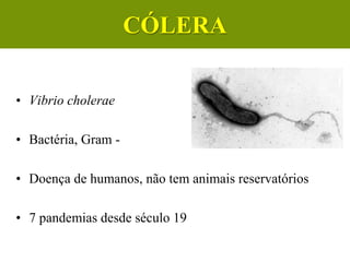 Cólera
• Vibrio cholerae
• Bactéria, Gram -
• Doença de humanos, não tem animais reservatórios
• 7 pandemias desde século 19
CÓLERA
 