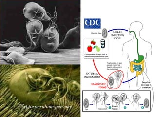 Cryptosporidium parvum
Giardia lamblia
 