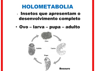 HOLOMETABOLIA
• Insetos que apresentam o
desenvolvimento completo
• Ovo – larva – pupa – adulto
Besouro
 