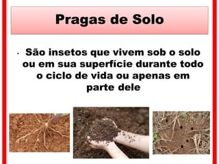Pragas de Solo
• São insetos que vivem sob o solo
ou em sua superfície durante todo
o ciclo de vida ou apenas em
parte dele
 