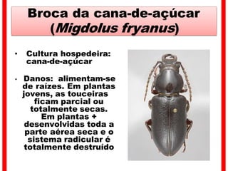 Broca da cana-de-açúcar
(Migdolus fryanus)
• Cultura hospedeira:
cana-de-açúcar
• Danos: alimentam-se
de raízes. Em plantas
jovens, as touceiras
ficam parcial ou
totalmente secas.
Em plantas +
desenvolvidas toda a
parte aérea seca e o
sistema radicular é
totalmente destruído
 