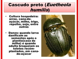 Cascudo preto (Euetheola
humilis)
• Cultura hospedeira:
arroz, cana-de-
açúcar, milho, trigo,
repolho, soja, entre
outras
• Danos: quando larva
danificam as
sementes após o
plantio(caso do
milho) e quando
adulto broqueiam os
toletes recém-
plantados, em cana-
de-açúcar
 