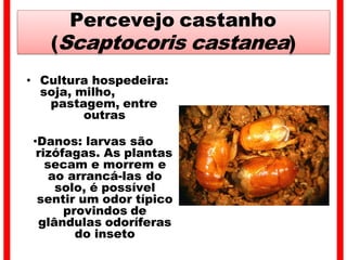 Percevejo castanho
(Scaptocoris castanea)
• Cultura hospedeira:
soja, milho,
pastagem, entre
outras
•Danos: larvas são
rizófagas. As plantas
secam e morrem e
ao arrancá-las do
solo, é possível
sentir um odor típico
provindos de
glândulas odoríferas
do inseto
 