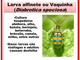 Larva alfinete ou Vaquinha
(Diabrotica speciosa)
•Cultura
hospedeira:
abóbora, alho,
batata, berinjela,
beterraba,
brócolis, canola,
milho, entre outras
•Dano: larvas são
rizófagas e adultos
causam desfolha
 