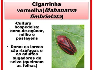 Cigarrinha
vermelha(Mahanarva
fimbriolata)
•Cultura
hospedeira:
cana-de-açúcar,
milho e
pastagens
• Dano: as larvas
são rizófagas e
os adultos
sugadores de
seiva (queimam
as folhas)
 