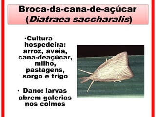 Broca-da-cana-de-açúcar
(Diatraea saccharalis)
•Cultura
hospedeira:
arroz, aveia,
cana-deaçúcar,
milho,
pastagens,
sorgo e trigo
• Dano: larvas
abrem galerias
nos colmos
 