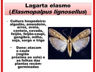 Lagarta elasmo
(Elasmopalpus lignosellus)
• Cultura hospedeira:
algodão, amendoim,
arroz, aveia,
centeio, cevada,
feijão, feijão-caupi,
gengibre, milho,
soja, sorgo e trigo
• Dano: atacam
o caule
(região
próxima ao solo) e
as folhas das
plantas recém-
germinadas
 