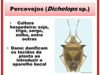 Percevejos (Dichelops sp.)
• Cultura
hospedeira: soja,
trigo, sorgo,
milho, entre
outras
• Dano: danificam
os tecidos da
planta ao
introduzir o
aparelho bucal
 