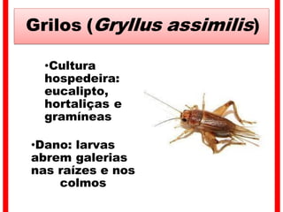 Grilos (Gryllus assimilis)
•Cultura
hospedeira:
eucalipto,
hortaliças e
gramíneas
•Dano: larvas
abrem galerias
nas raízes e nos
colmos
 