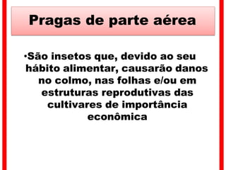 Pragas de parte aérea
•São insetos que, devido ao seu
hábito alimentar, causarão danos
no colmo, nas folhas e/ou em
estruturas reprodutivas das
cultivares de importância
econômica
 