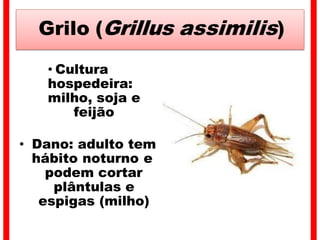 Grilo (Grillus assimilis)
• Cultura
hospedeira:
milho, soja e
feijão
• Dano: adulto tem
hábito noturno e
podem cortar
plântulas e
espigas (milho)
 
