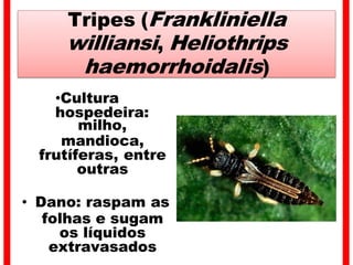 Tripes (Frankliniella
williansi, Heliothrips
haemorrhoidalis)
•Cultura
hospedeira:
milho,
mandioca,
frutíferas, entre
outras
• Dano: raspam as
folhas e sugam
os líquidos
extravasados
 