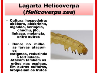 Lagarta Helicoverpa
(Helicoverpa zea)
• Cultura hospedeira:
abóbora, abobrinha,
algodão, berinjela,
chuchu, jiló,
linhaça, melancia,
entre outros
• Dano: no milho,
as larvas atacam
os
estigmas, reduzindo
a fertilidade.
Atacam também os
grãos nas espigas.
Em outras culturas,
broqueiam os frutos
 