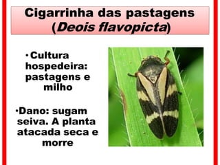 Cigarrinha das pastagens
(Deois flavopicta)
•Cultura
hospedeira:
pastagens e
milho
•Dano: sugam
seiva. A planta
atacada seca e
morre
 