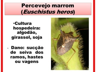 Percevejo marrom
(Euschistus heros)
•Cultura
hospedeira:
algodão,
girassol, soja
• Dano: sucção
de seiva dos
ramos, hastes
ou vagens
 