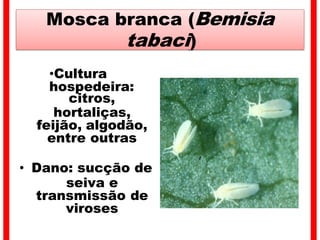 Mosca branca (Bemisia
tabaci)
•Cultura
hospedeira:
citros,
hortaliças,
feijão, algodão,
entre outras
• Dano: sucção de
seiva e
transmissão de
viroses
 