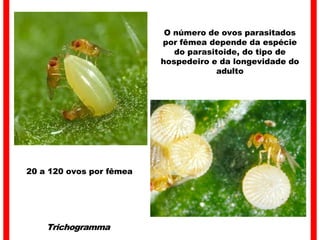 Trichogramma
20 a 120 ovos por fêmea
O número de ovos parasitados
por fêmea depende da espécie
do parasitoide, do tipo de
hospedeiro e da longevidade do
adulto
 