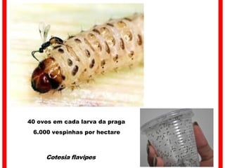 Cotesia flavipes
40 ovos em cada larva da praga
6.000 vespinhas por hectare
 