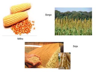 Milho
Soja
Sorgo
 