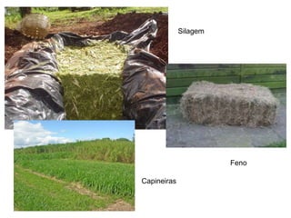 Silagem
Feno
Capineiras
 