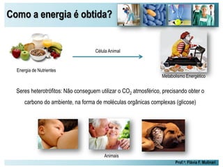 Como a energia é obtida?
Prof.a: Flávia F. Mulinari
Célula Animal
Seres heterotrófitos: Não conseguem utilizar o CO2 atmosférico, precisando obter o
carbono do ambiente, na forma de moléculas orgânicas complexas (glicose)
Energia de Nutrientes
Metabolismo Energético
Animais
 