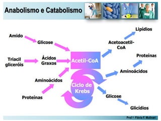 Anabolismo e Catabolismo
Prof.a: Flávia F. Mulinari
 