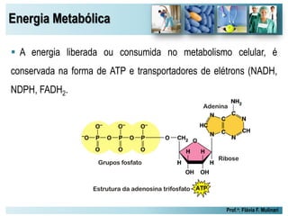 Energia Metabólica
Prof.a: Flávia F. Mulinari
 A energia liberada ou consumida no metabolismo celular, é
conservada na forma de ATP e transportadores de elétrons (NADH,
NDPH, FADH2.
 