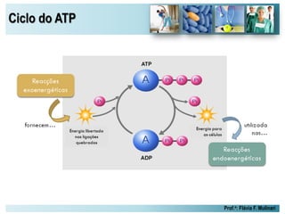 Ciclo do ATP
Prof.a: Flávia F. Mulinari
 