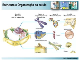 Estrutura e Organização da célula
Prof.a: Flávia F. Mulinari
 
