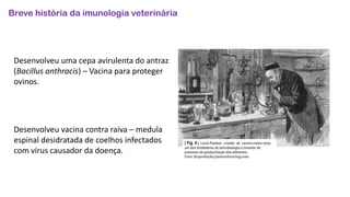 Breve história da imunologia veterinária
Desenvolveu uma cepa avirulenta do antraz
(Bacillus anthracis) – Vacina para proteger
ovinos.
Desenvolveu vacina contra raiva – medula
espinal desidratada de coelhos infectados
com vírus causador da doença.
 