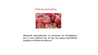 Glóbulosvermelhos
Altamente especializados no transporte de hemoglobina,
que é uma proteína que se liga aos gases respiratórios
(oxigênio e dióxido de carbono).
 