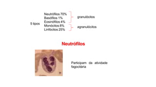 5 tipos
Neutrófilos 70%
Basófilos 1%
Eosinófilos 4%
Monócitos 8%
Linfócitos 25%
granulócitos
agranulócitos
Neutrófilos
Participam da atividade
fagocitária
 