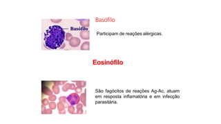 Basófilo
Participam de reações alérgicas.
Eosinófilo
São fagócitos de reações Ag-Ac, atuam
em resposta inflamatória e em infecção
parasitária.
 