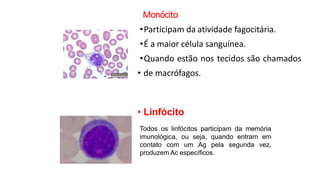 Monócito
•Participam da atividade fagocitária.
•É a maior célula sanguínea.
•Quando estão nos tecidos são chamados
• de macrófagos.
• Linfócito
Todos os linfócitos participam da memória
imunológica, ou seja, quando entram em
contato com um Ag pela segunda vez,
produzem Ac específicos.
 