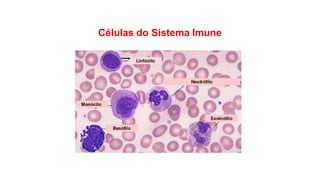 Células do Sistema Imune
 