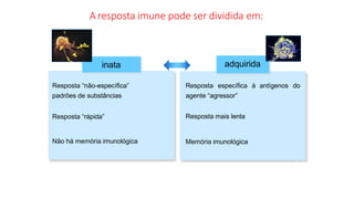 A resposta imune pode ser dividida em:
inata adquirida
Resposta “não-específica” Resposta específica à antígenos do
padrões de substâncias agente “agressor”
Resposta “rápida” Resposta mais lenta
Não há memória imunológica Memória imunológica
 