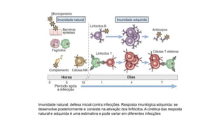 Imunidade natural: defesa inicial contra infecções. Resposta imunlógica adquirida: se
desenvolve posteriormente e consiste na ativação dos linfócitos.A cinética das resposta
natural e adquirida é uma estimativa e pode variar em diferentes infecções
 