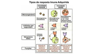 Tipos de resposta Imune Adquirida
 