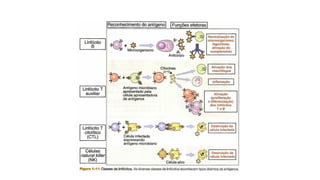 Tipos de resposta Imune Adquirida
 