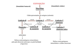 EXPOSIÇÃO
estimula
estimula
Linfócito T
citotóxico
Linfócito B
Plamócito
produz
anticorpos
Linfócito B
de memória
Linfócito T
de memória
Linfócito T
citotóxico ativo
Defesa contra patógenos extracelulares
pela ação direta dos anticorpos ou pela facilidade
a fagocitose
Defesa contra patógenos
intracelulares e células cancerosas
Linfócito T
Esposição
estimula
(Imunidade celular)
(Imunidade humoral)
Macrófago
transforma-se em
Célula apresentadora do antígeno (estimula)
transforma-se em transforma-se em
 