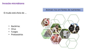 Invasão microbiana
• Bactérias
• Vírus
• Fungos
• Protozoários
O mudo está cheio de ...
Animais rico em fontes de nutrientes
 