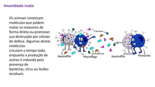 Imunidade inata
Os animais sintetizam
moléculas que podem
matar os invasores de
forma direta ou promover
sua destruição por células
de defesa. Algumas destas
moléculas
circulam o tempo todo,
enquanto a produção de
outras é induzida pela
presença de
bactérias, vírus ou lesões
teciduais.
 