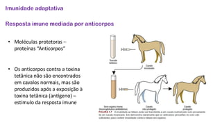 Imunidade adaptativa
Resposta imune mediada por anticorpos
• Moléculas protetoras –
proteínas “Anticorpos”
• Os anticorpos contra a toxina
tetânica não são encontrados
em cavalos normais, mas são
produzidos após a exposição à
toxina tetânica (antígeno) –
estimulo da resposta imune
 