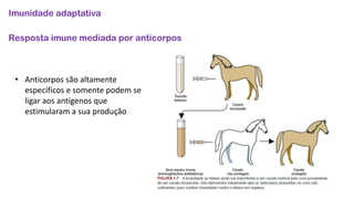 Imunidade adaptativa
Resposta imune mediada por anticorpos
• Anticorpos são altamente
específicos e somente podem se
ligar aos antígenos que
estimularam a sua produção
 