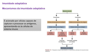 Imunidade adaptativa
Mecanismos da imunidade adaptativa
É acionado por células capazes de
capturar e processar os antígenos,
apresentando-os às células do
sistema imune.
 