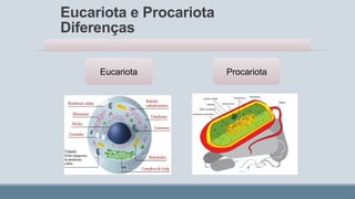 Eucariota e Procariota
Diferenças
Eucariota Procariota
 