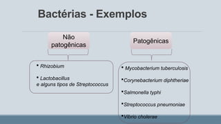 Bactérias - Exemplos
Patogênicas
Não
patogênicas
 Rhizobium
 Lactobacillus
e alguns tipos de Streptococcus
 Mycobacterium tuberculosis
Corynebacterium diphtheriae
Salmonella typhi
Streptococcus pneumoniae
Vibrio cholerae
 