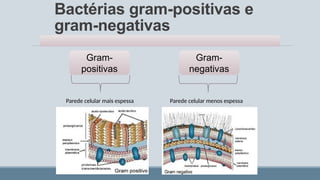 Bactérias gram-positivas e
gram-negativas
Gram-
positivas
Gram-
negativas
Parede celular menos espessa
Parede celular mais espessa
 