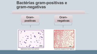 Bactérias gram-positivas e
gram-negativas
Gram-
positivas
Gram-
negativas
 